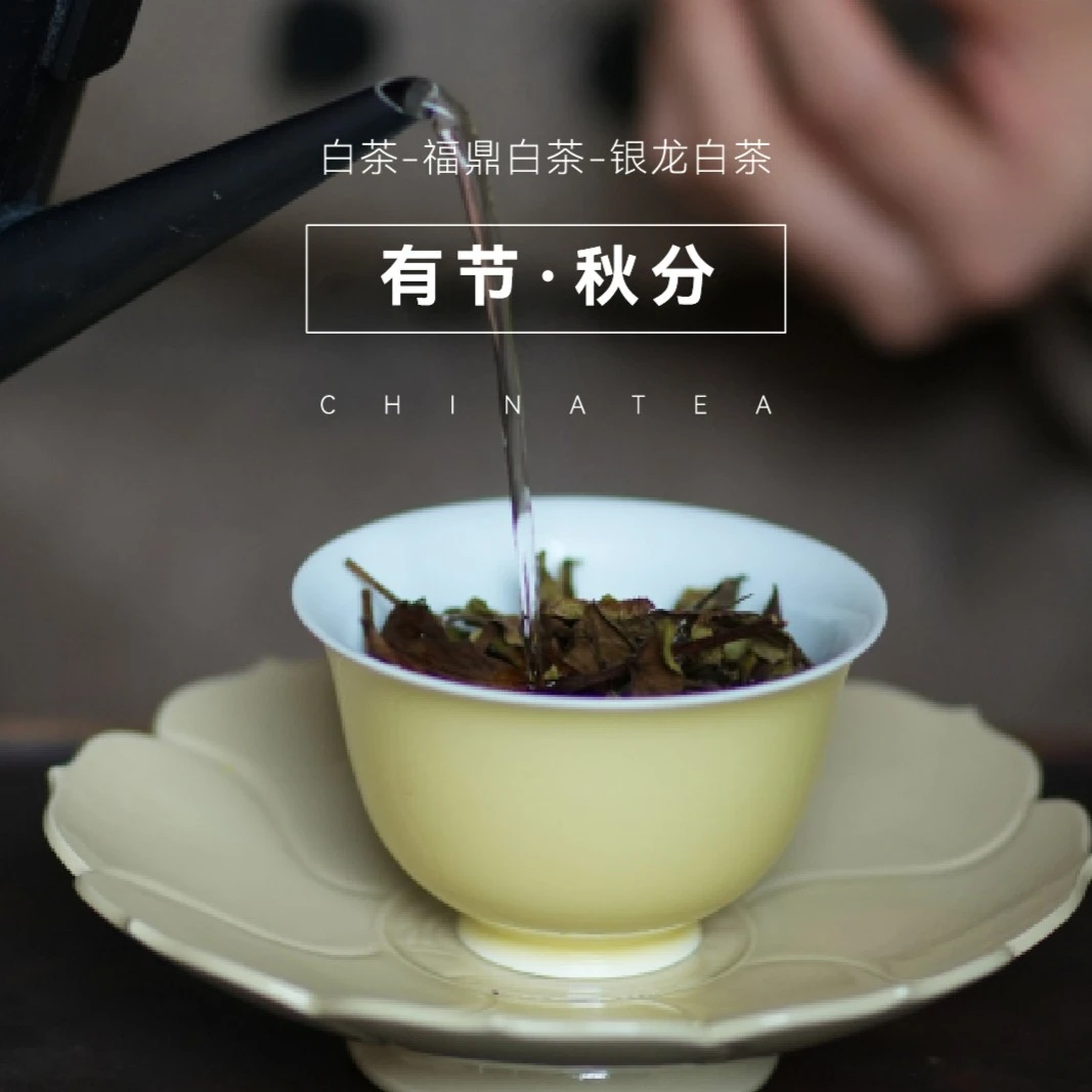 【有节秋分】寿眉 银龙 有节（秋分）茶叶 福鼎白茶 云人访