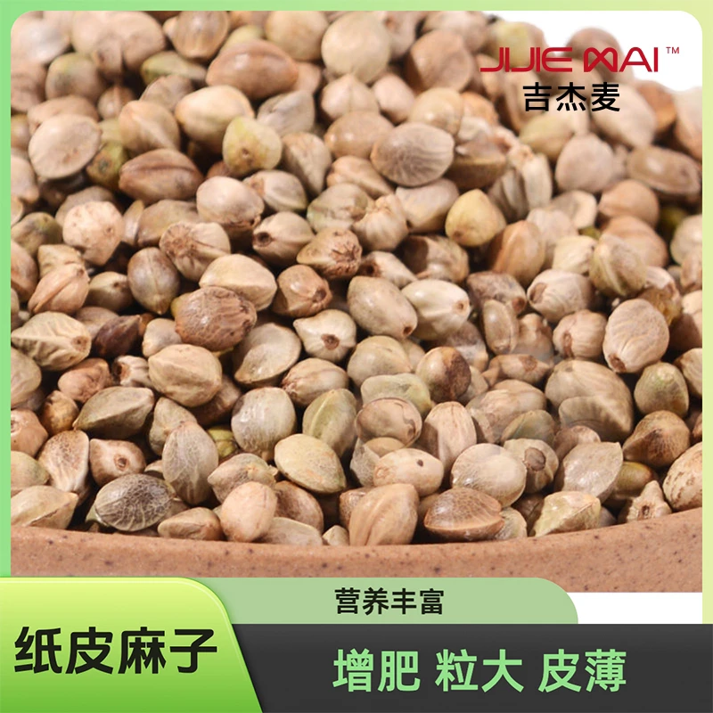 吉杰麦甘肃麻子鸟食纸壳鹦鹉粮虎皮通用零食奖励赠肥小太阳鹦鹉