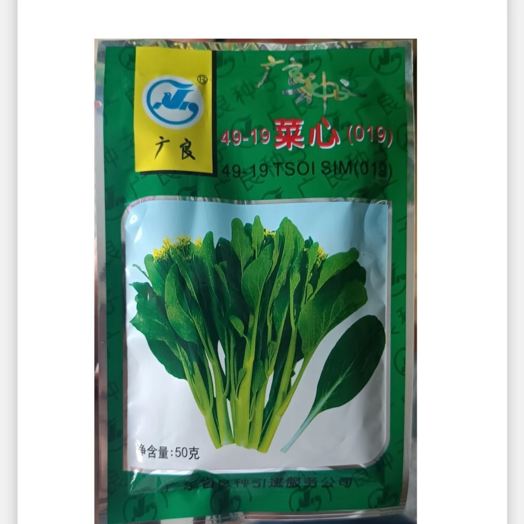 四九菜心种子广良49-19号菜心蔬菜种子广东农科院夏秋季种植