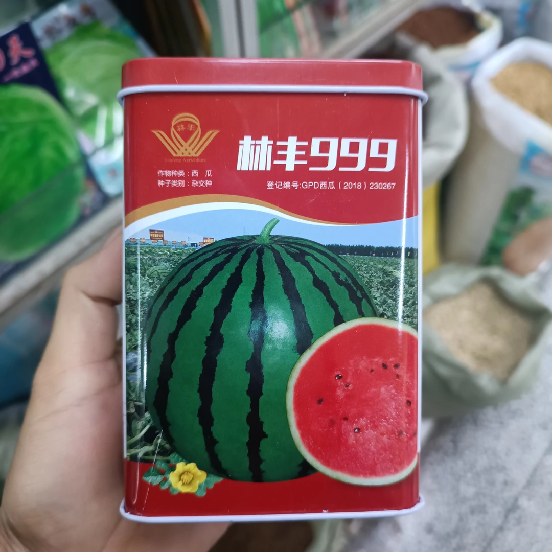 林丰999中熟甜大果圆型西瓜种子西瓜籽蔬菜林丰666高圆形西瓜种子