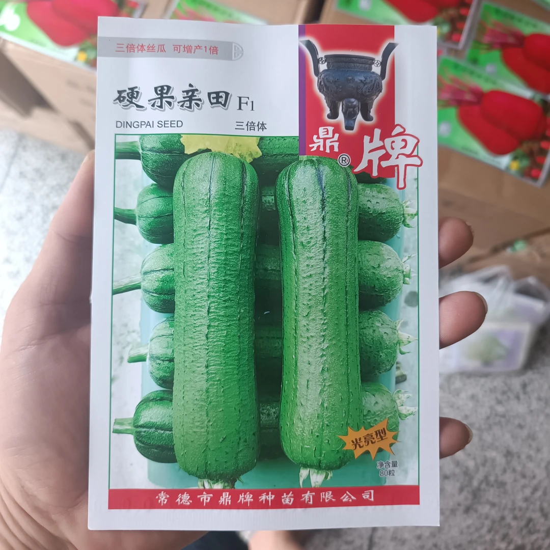鼎牌丝瓜 硬果亲田 丝瓜种子清甜香糯短棒形翠绿丝瓜肉丝瓜种子