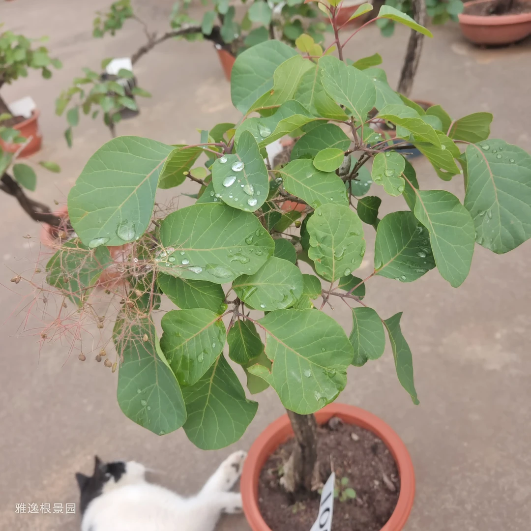 香山红叶，黄荆雀梅