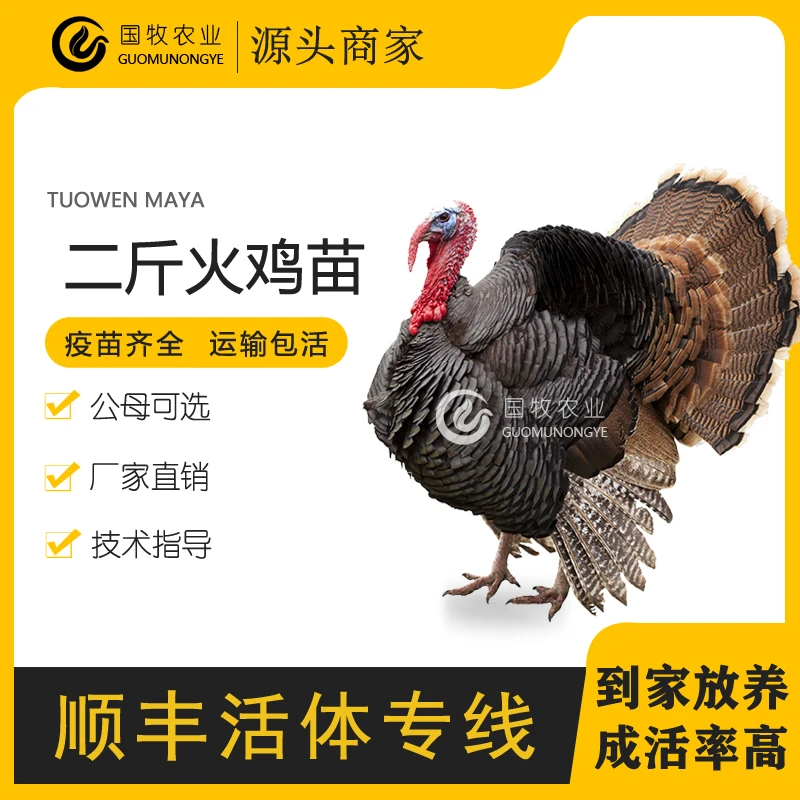 火鸡活苗青铜贝蒂娜二斤脱温大种火鸡苗批发顺丰包邮出售包活到家