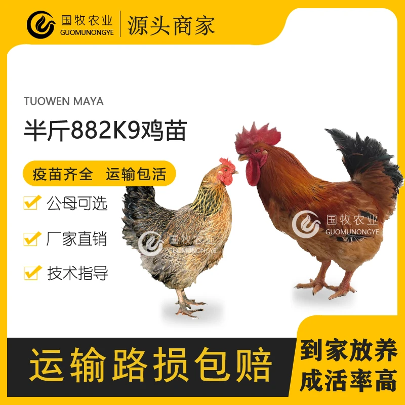 大种882鸡苗半斤脱温青年K9鸡肉鸡麻黄鸡901鸡苗蛋鸡九斤黄鸡6送2