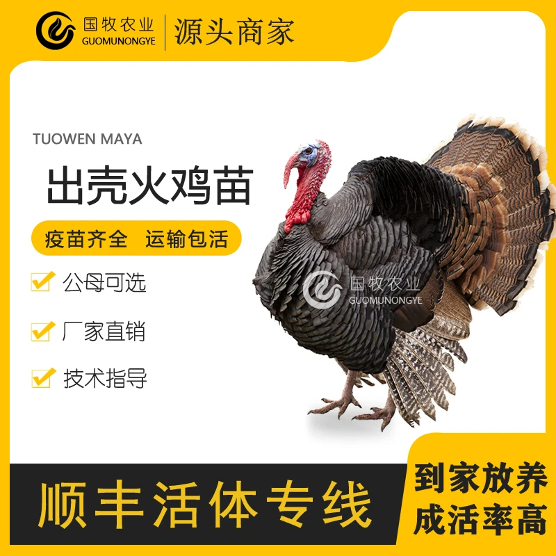 火鸡活苗青铜贝蒂娜出壳幼苗大种火鸡苗批发顺丰包邮出售包活到家