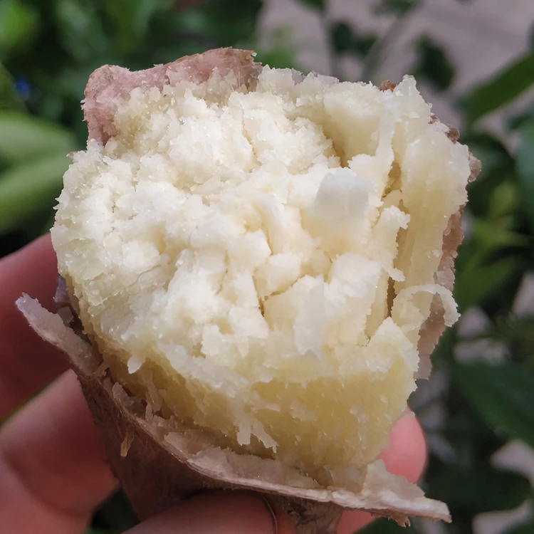 茂名高州爆皮王番薯白心板栗红薯干面粉糯地瓜新鲜现挖2斤5斤9斤