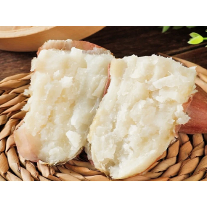 辽西文君甘薯2号