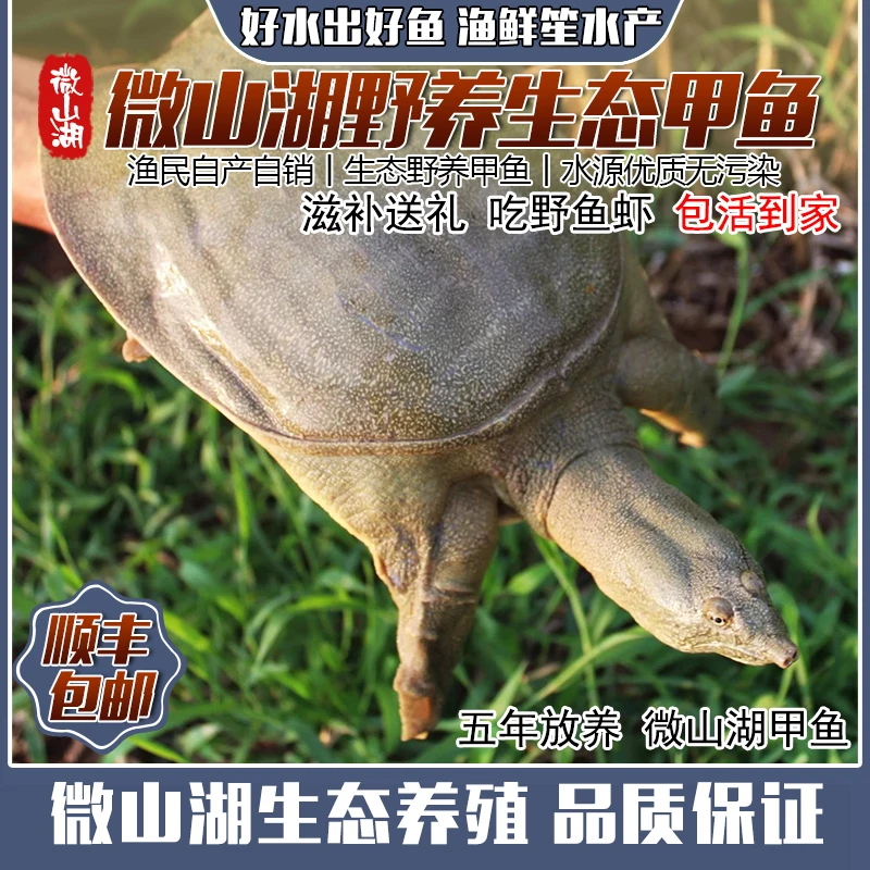 微山湖野外放养生态鲜活甲鱼公团鱼王八5年鳖水鱼活体老鳖发顺丰