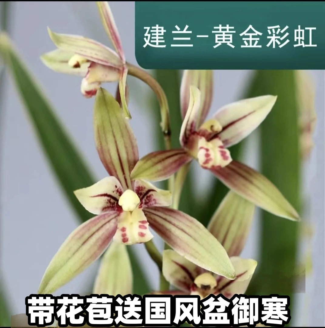 建兰黄金彩虹精品金边叶艺兰开花浓香型秋冬季净化办公室带国风盆