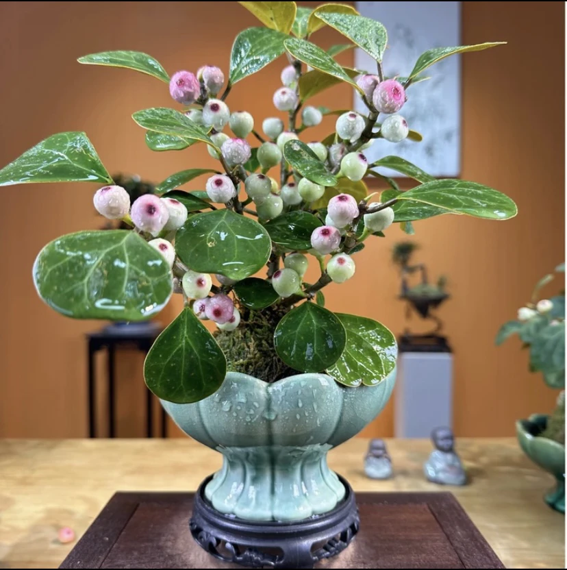 苔藓球水培小盼菩提室内盆栽好养绿植茶桌办公桌禅意花卉水培绿植