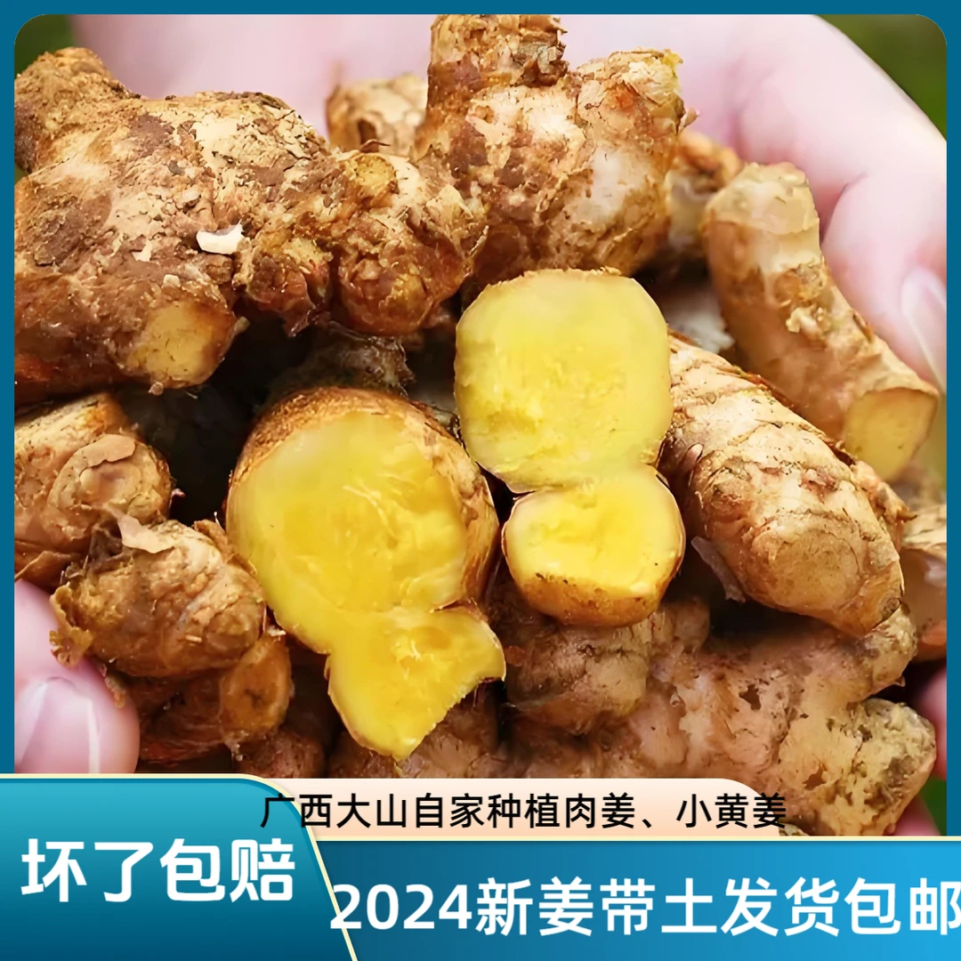 广西大肉姜小黄姜当季新鲜生姜优质姜黄姜茶月子茶食用辛辣去腥