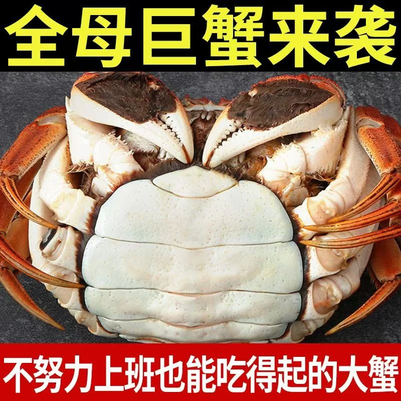 【精品活蟹】全母蟹 2.5-2.3两 10只礼盒装 顺丰京东冷链产地直发