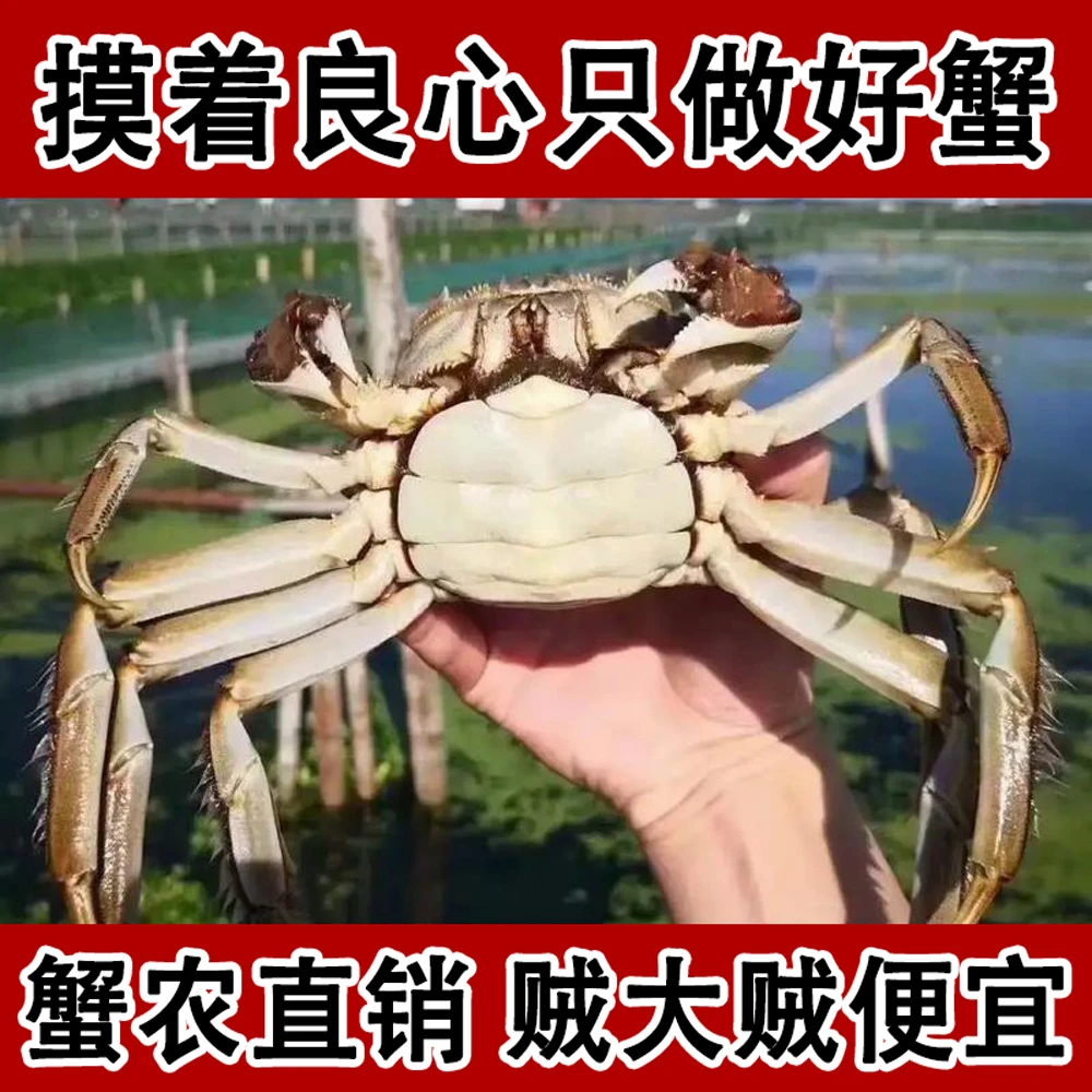 【精品活蟹】全母蟹 3.2-2.9两 8-10只 顺丰京东冷链江苏产地直发