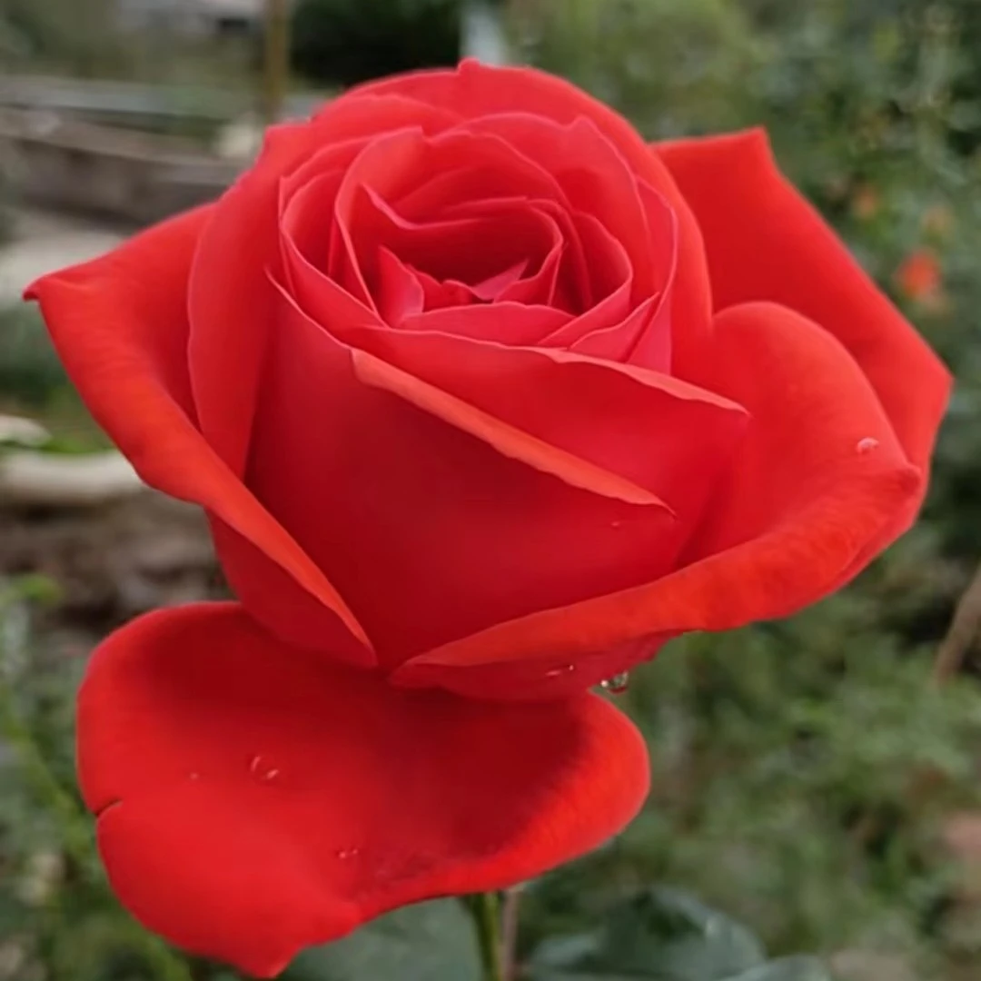 月月开花【小树状月季】棒棒糖月季，多头多花，蔷薇嫁接国月大花月季