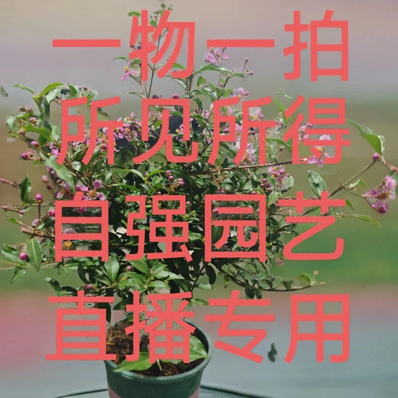 李氏樱花会开花会结果一物一拍