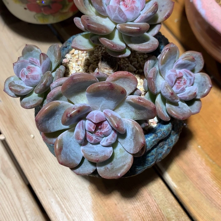 清**梦石榴籽寄养00000