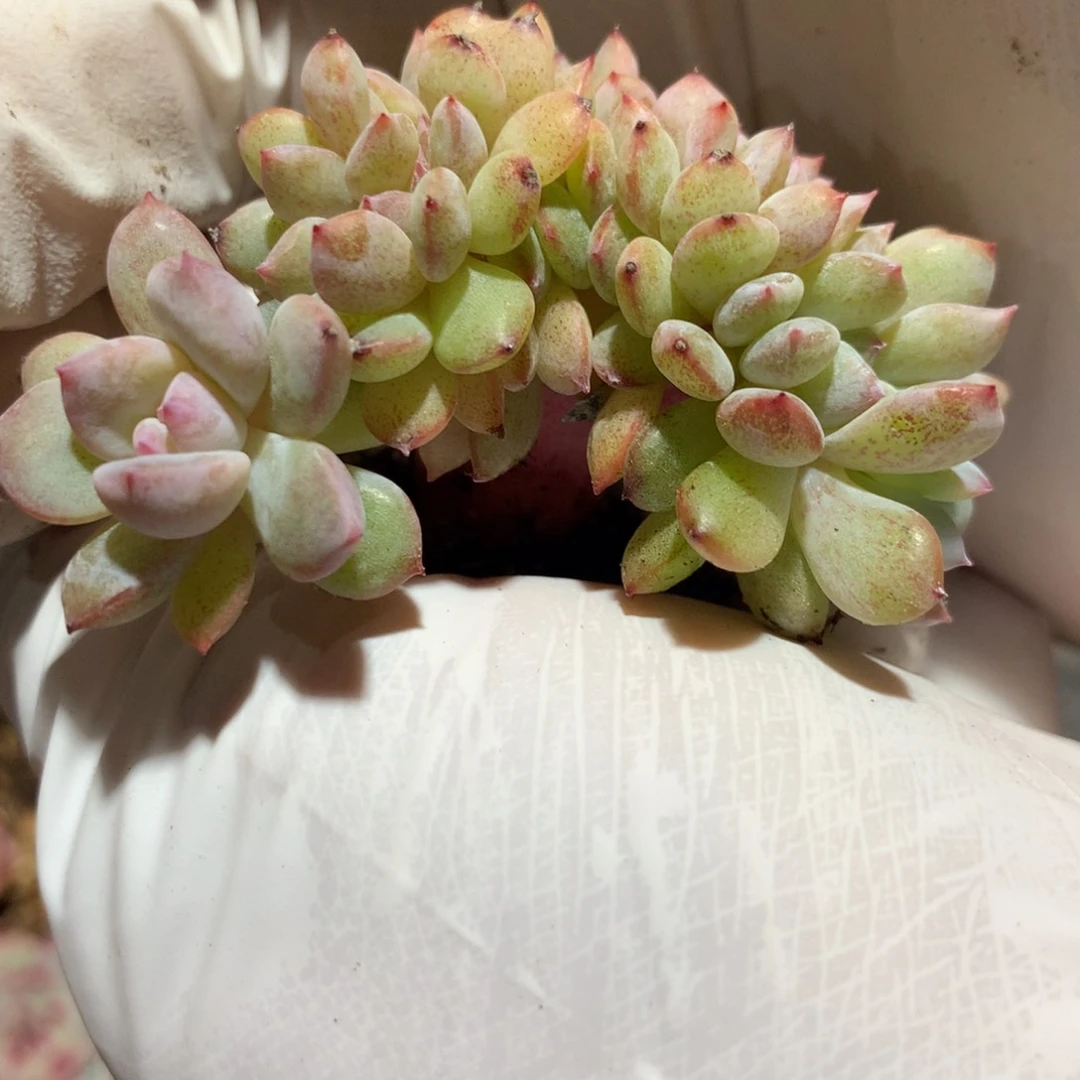 薇****?薇风橙子缀化寄养