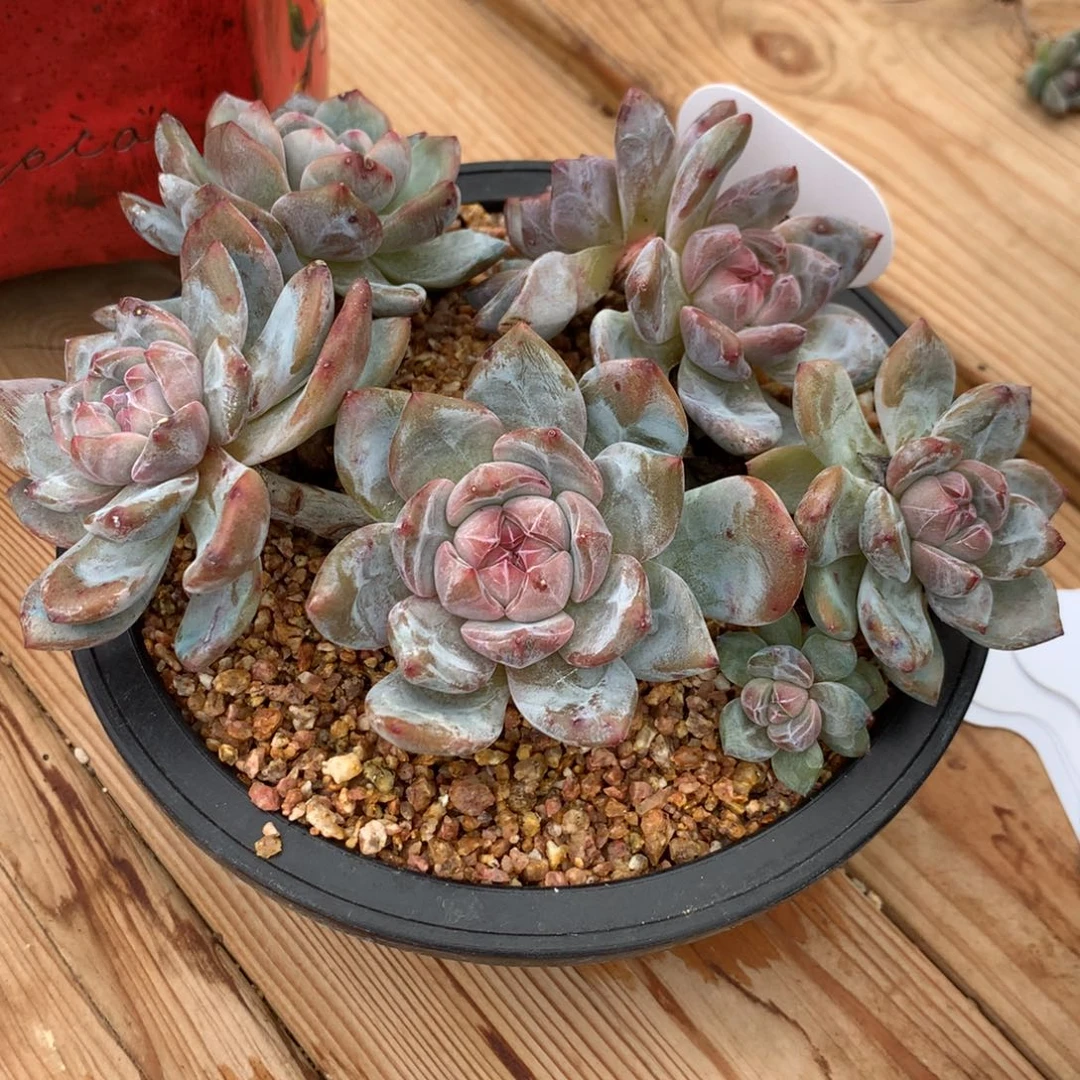 ?*咩咩咩石榴籽发货0000多肉