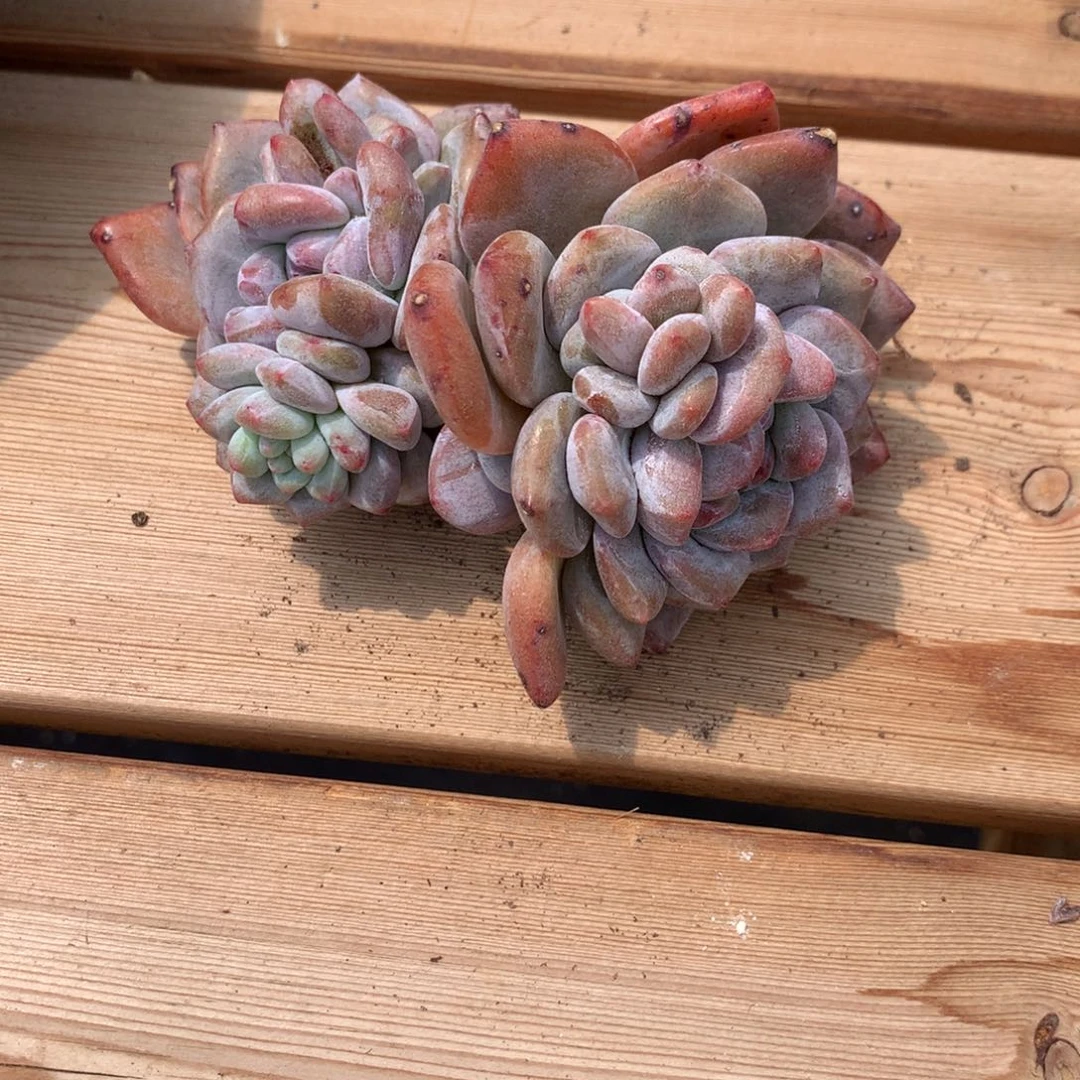 裴*莫斐小莫石榴籽发货