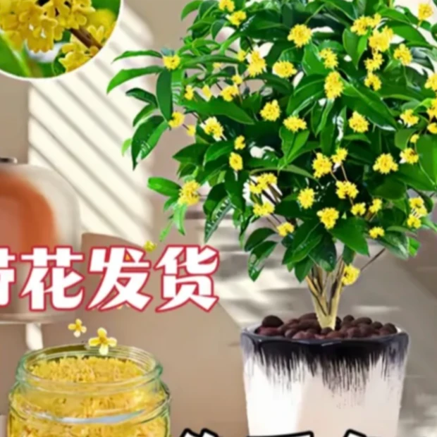 四季桂花树盆栽四季开花精选生长分支带土发货适合庭院公园阳台