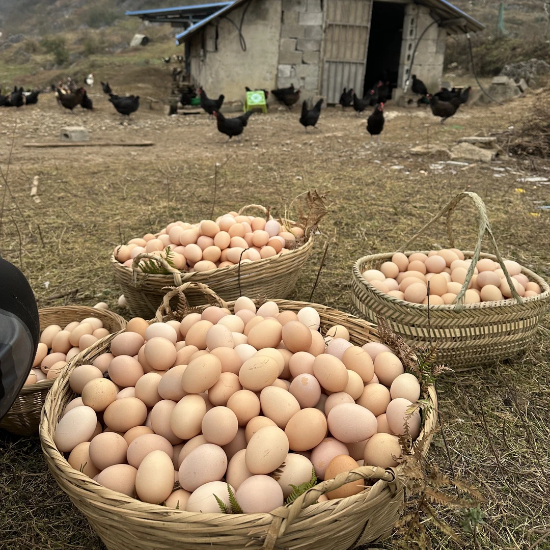 农家跑山鸡土鸡蛋 正宗谷物喂养散养现捡现发土鸡蛋贵州农产品