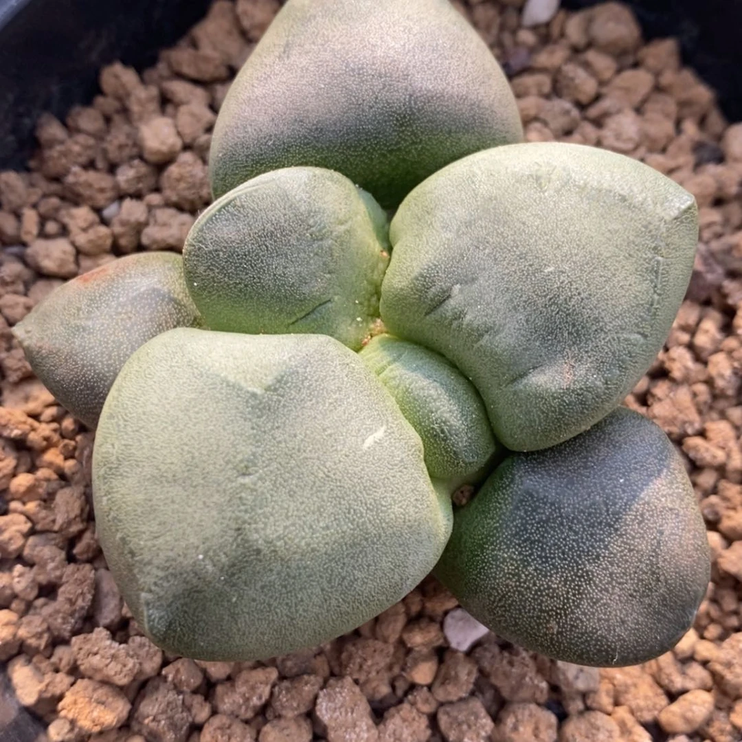 【闪购商品】实生连山，