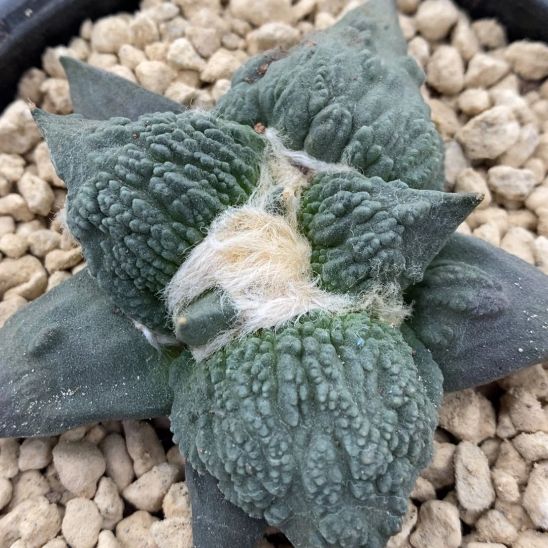 实生怒涛7.5公分