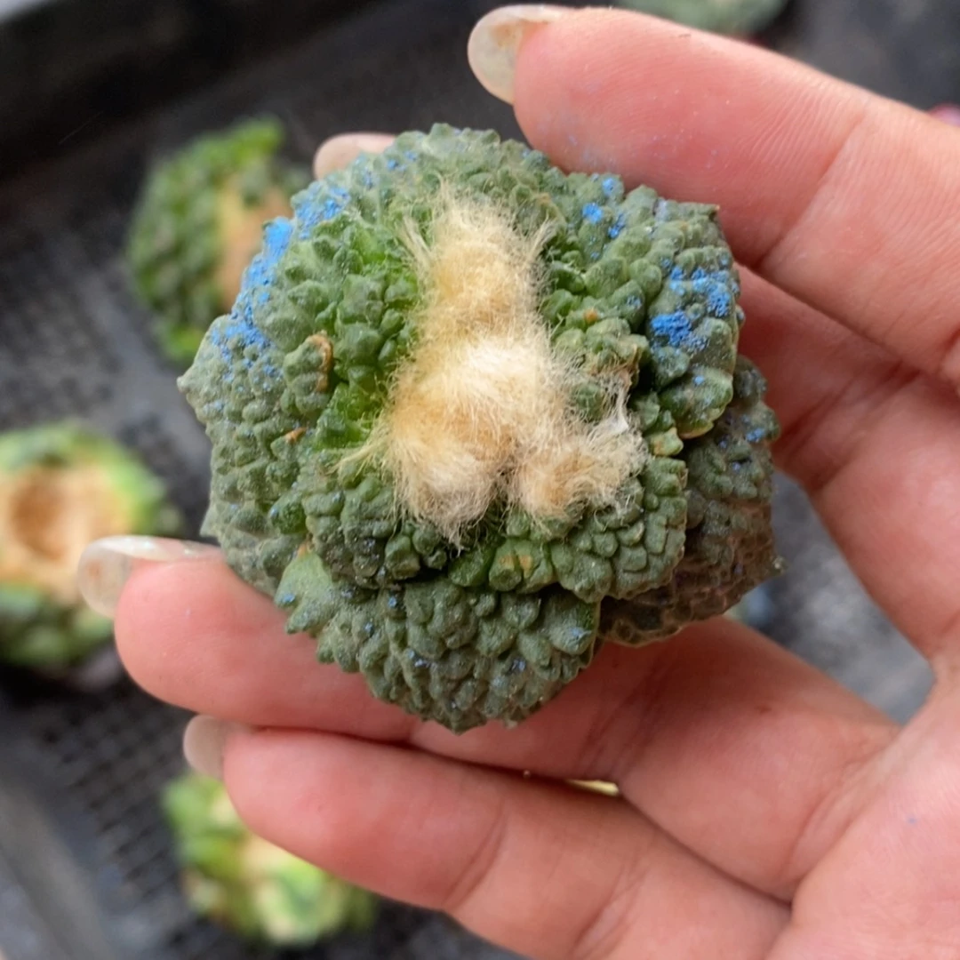 【闪购商品】落地小可爱,