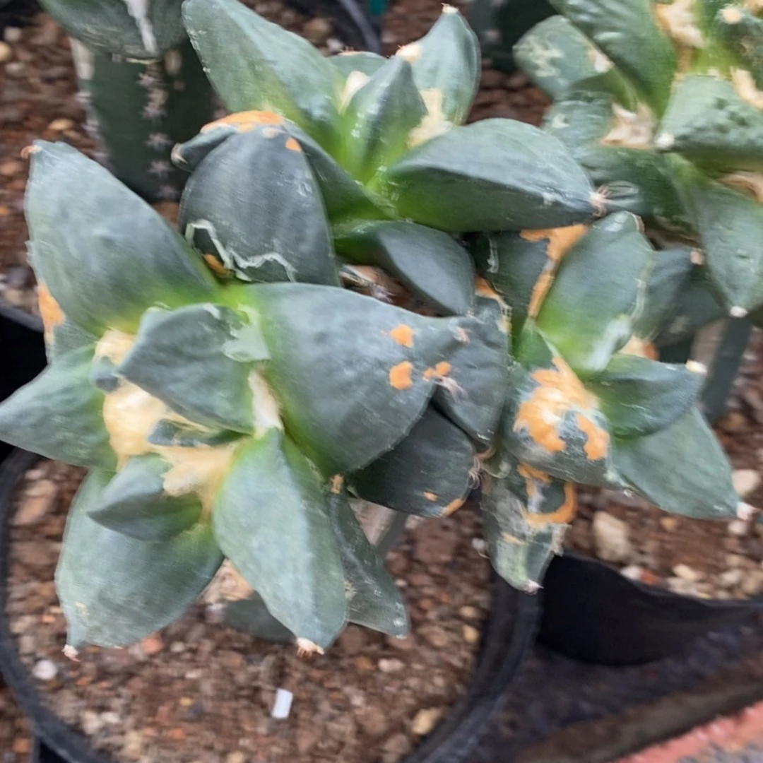 【闪购商品】时*战损福利，