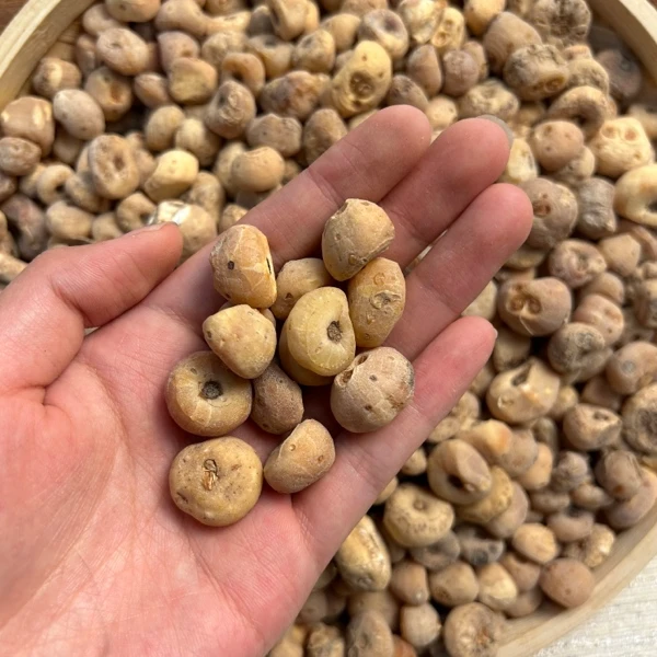 金沙母贝 农产品