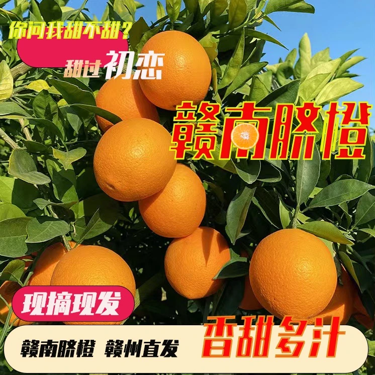 （现摘现发）赣南脐橙现摘新鲜赣南脐橙果园直供皮薄5斤/10斤/20斤