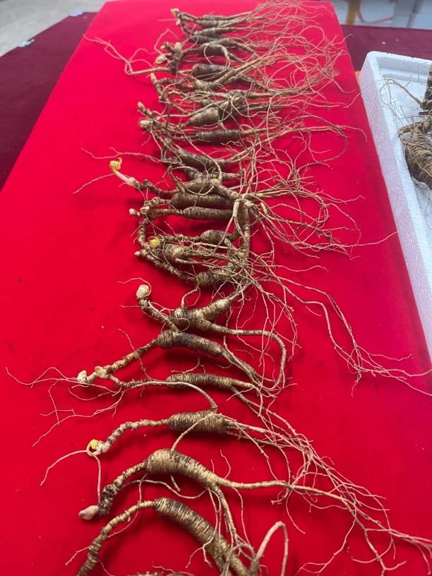 长白山人参 鲜参 放山参 拍货等价链接 放心拍