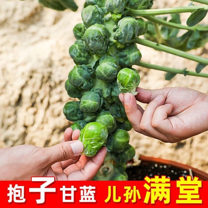 抱子甘蓝种子孢子甘蓝苗蔬菜种籽紫子持小包菜卷心菜包心菜孑羽衣