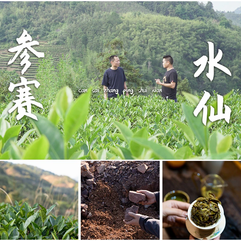 五谷丰登/漳平水仙品鉴组合/王子水仙/老枞水仙/岩水仙30g