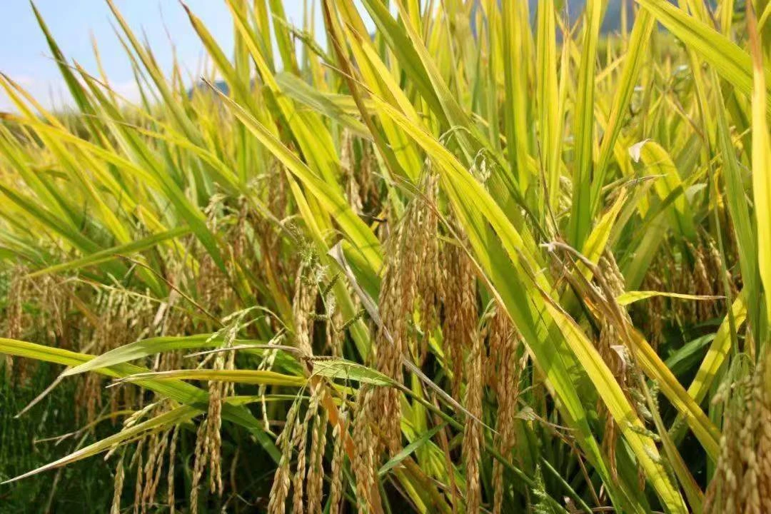【乡村好货】湖南农家大米 散装食品代卖【包邮】