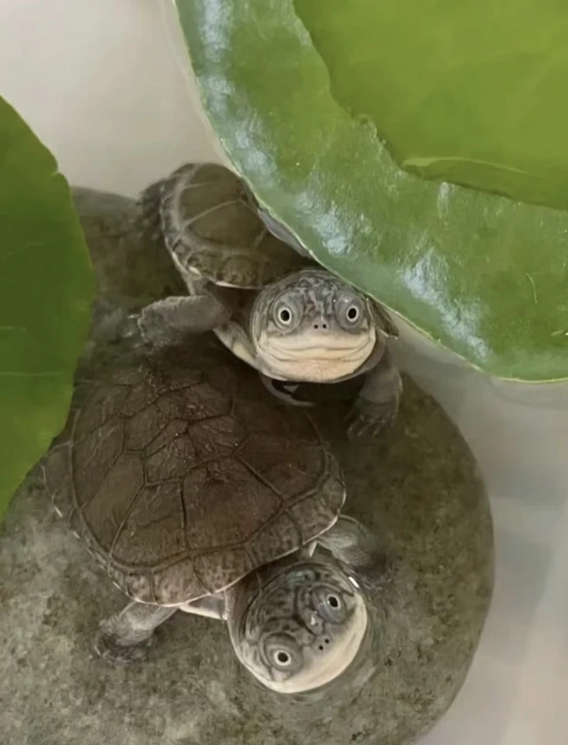 宠物龟直播间专拍