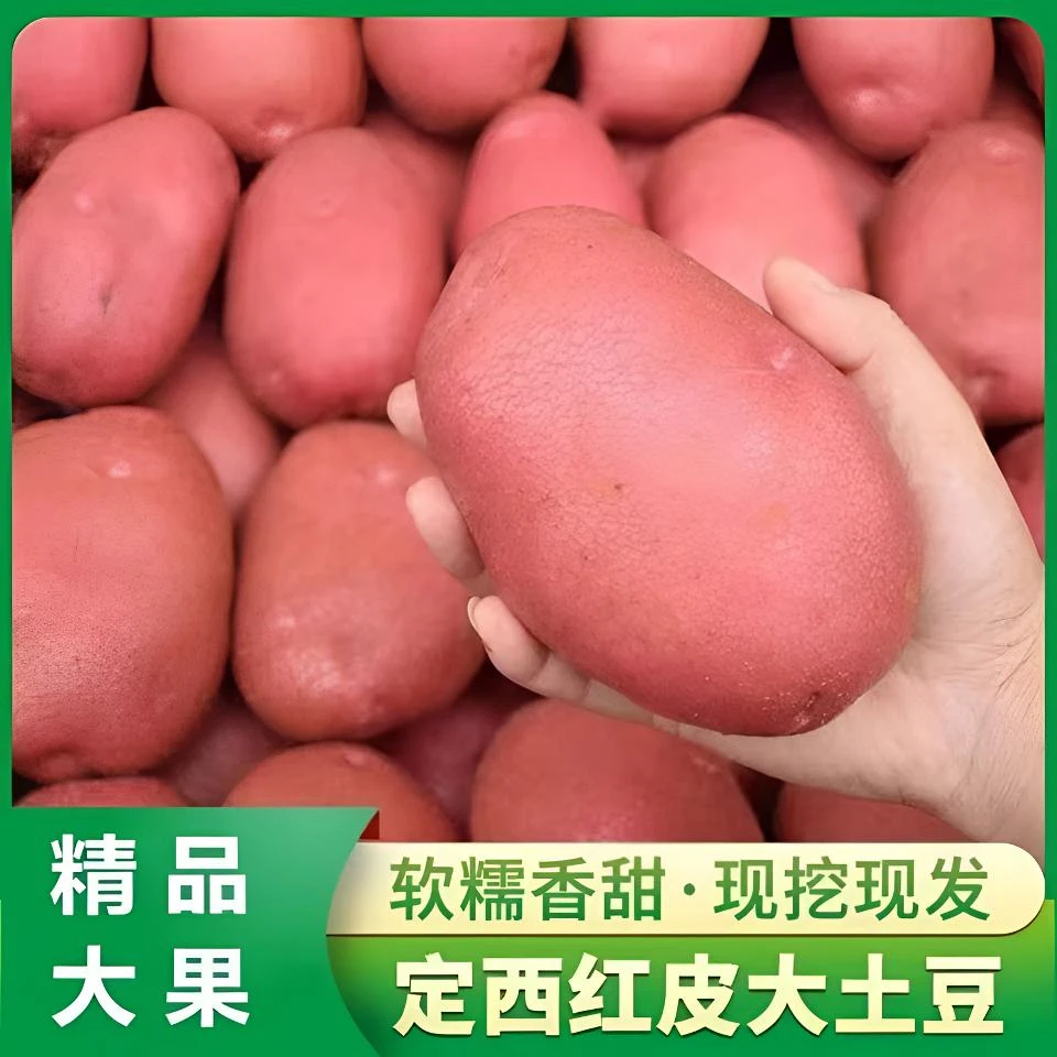 甘肃定西高原旱地红皮黄心粉糯沙面土豆洋芋马铃薯新鲜现挖现发