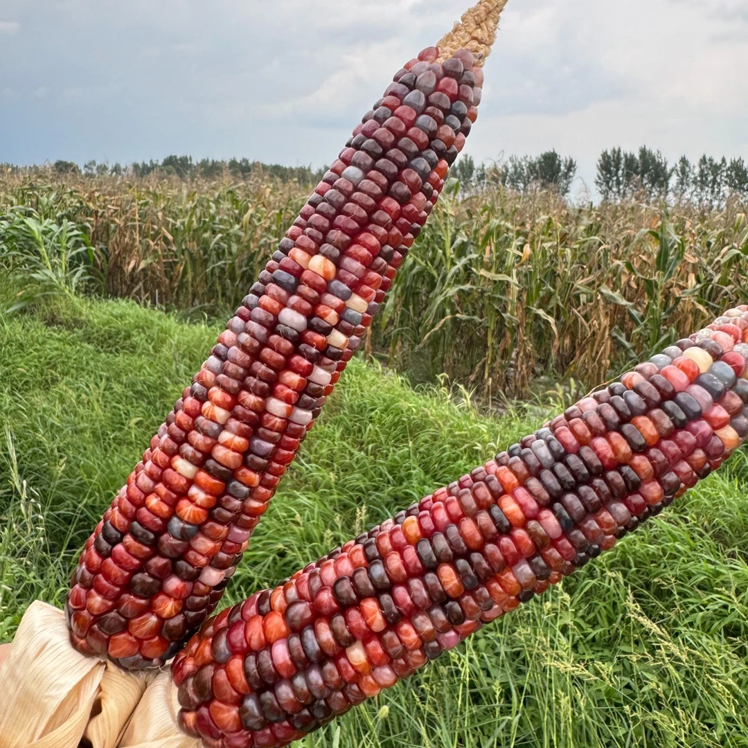 文玩玉米手把件—挂件—礼品—直播间一物一拍