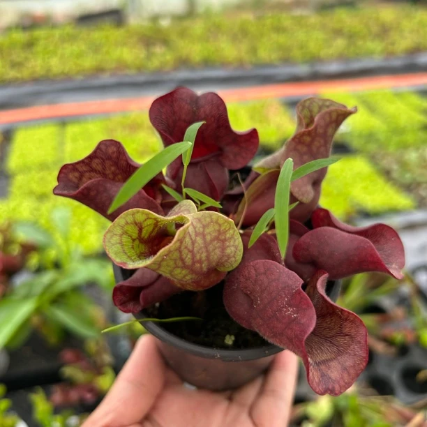 海螺瓶子草 居家办公趣味装饰摆件 盆栽植物
