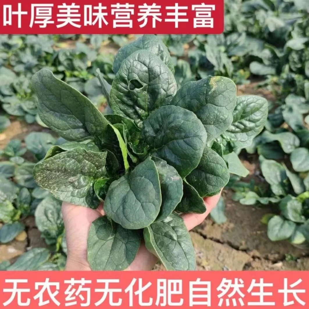 红根霜打菠菜河南露天种植3斤