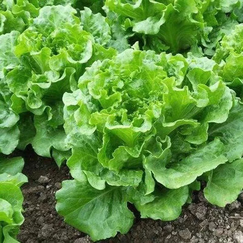 新鲜生菜河南现挖新鲜生菜地头鲜蔬菜2斤4斤