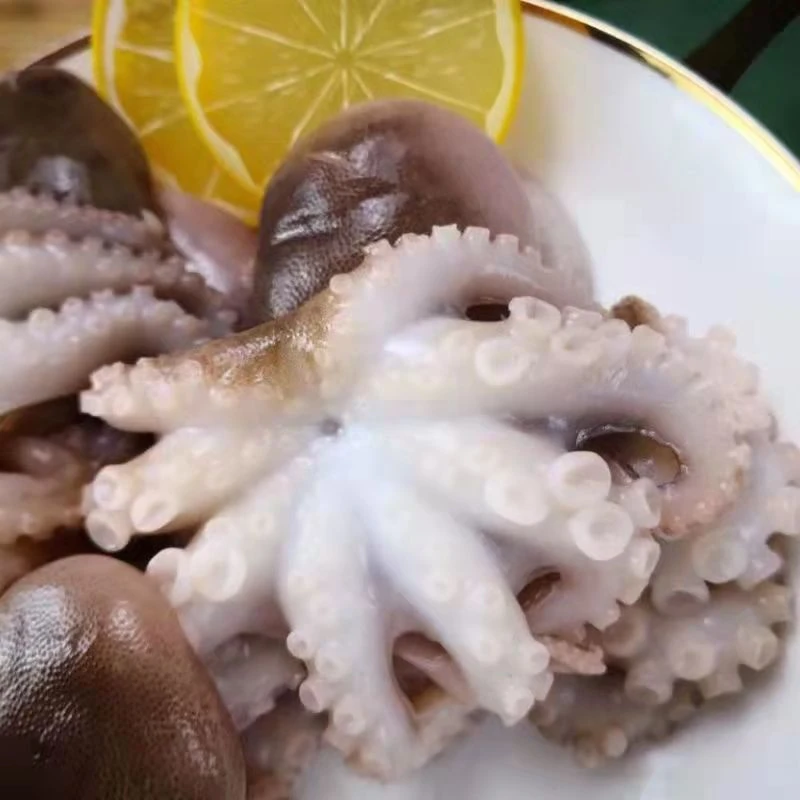 连云港发货 短腿八爪鱼 美味海鲜 2斤/4斤