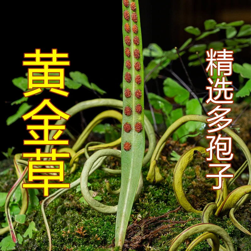 东北野生黄金草 关东有茶 长白山自然生长煮茶泡水25/100克