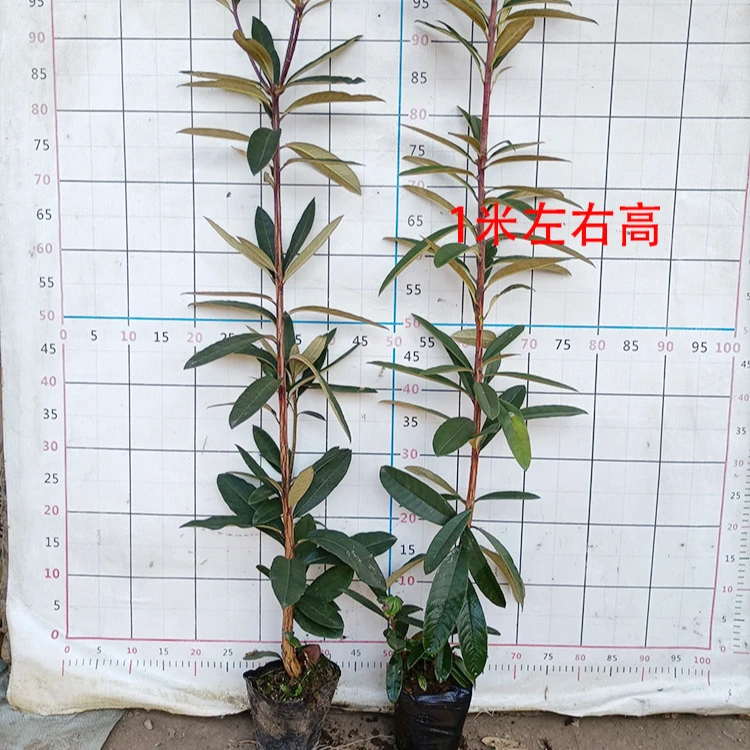 云南高山杜鹃马缨花大树杜鹃大红花庭院绿植