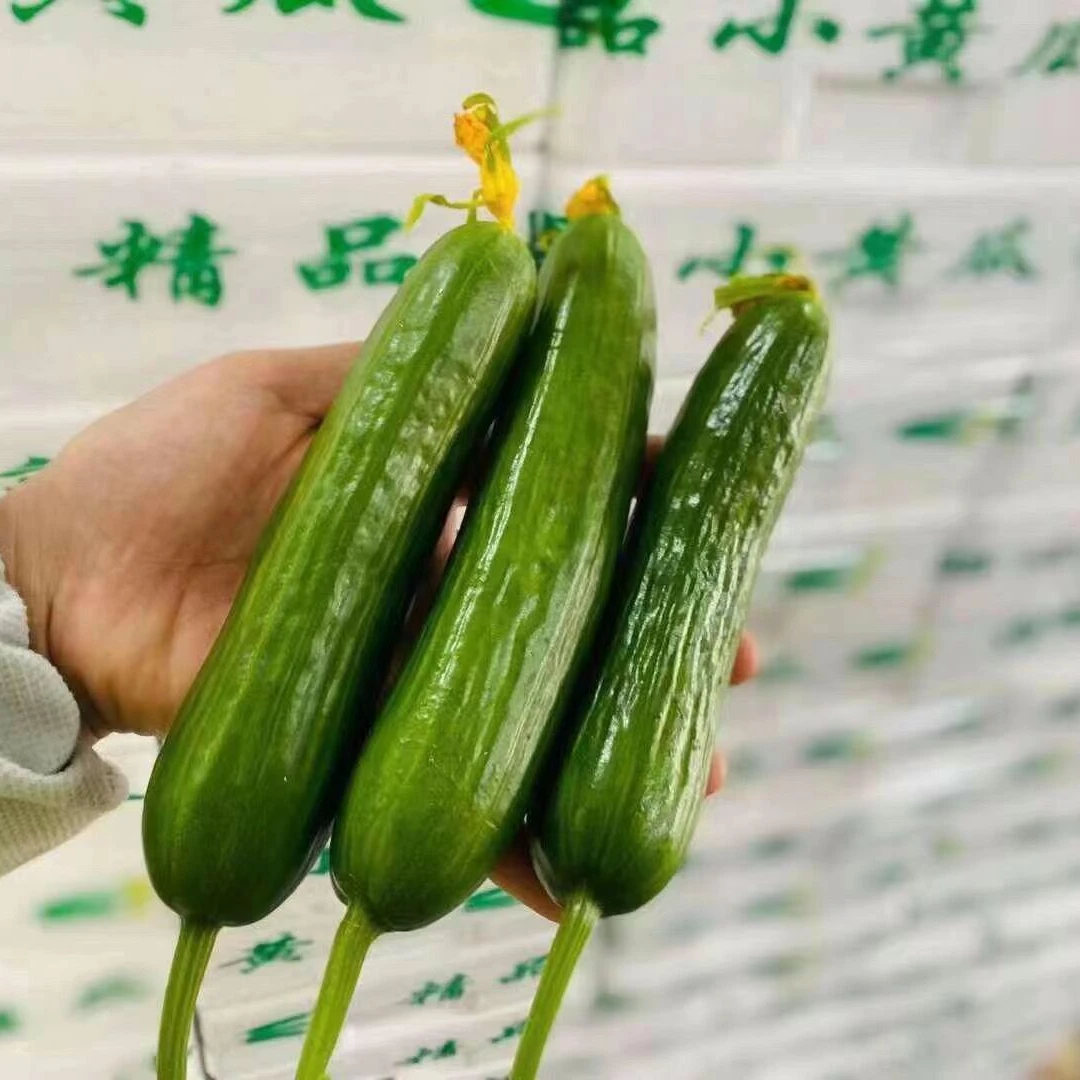 【整箱】水果黄瓜 一箱2.5斤