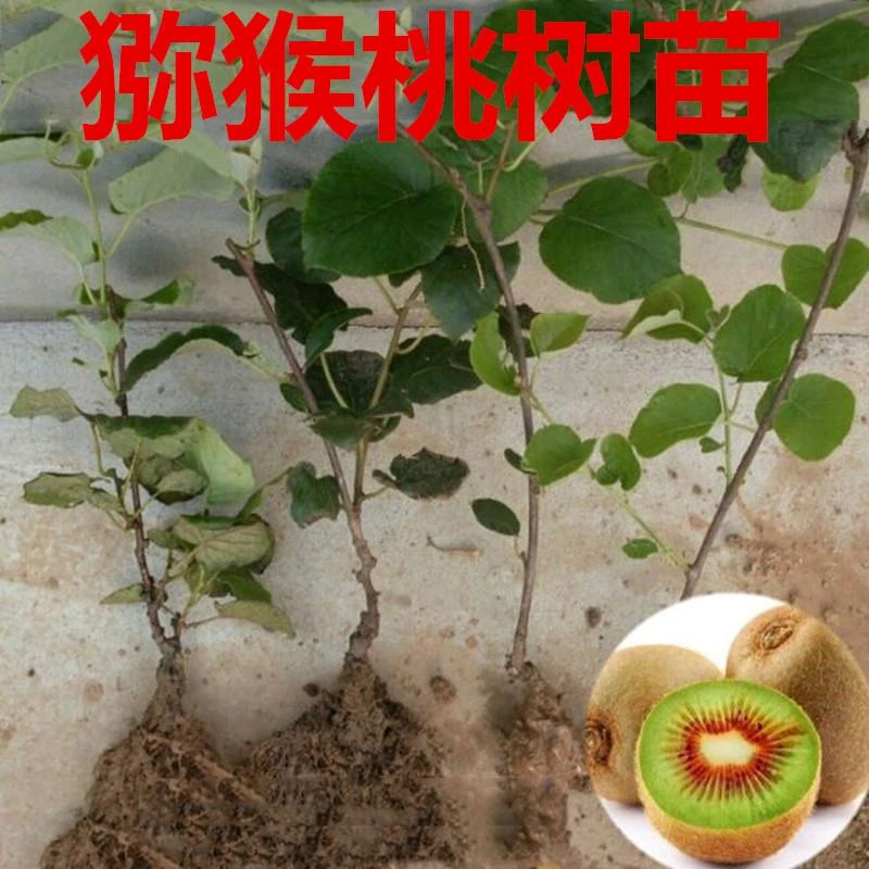 猕猴桃树苗自花授粉盆栽地栽南方北方可种植当年结果果树苗耐旱