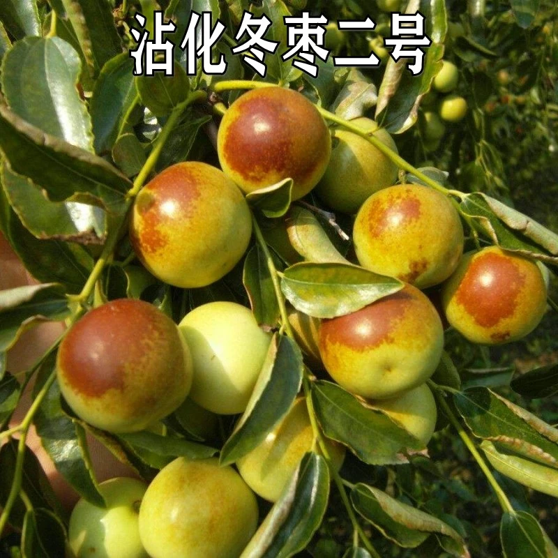 新品种特大果枣苗沾化冬枣二号枣子树苗嫁接苗盆地栽种植当年结果