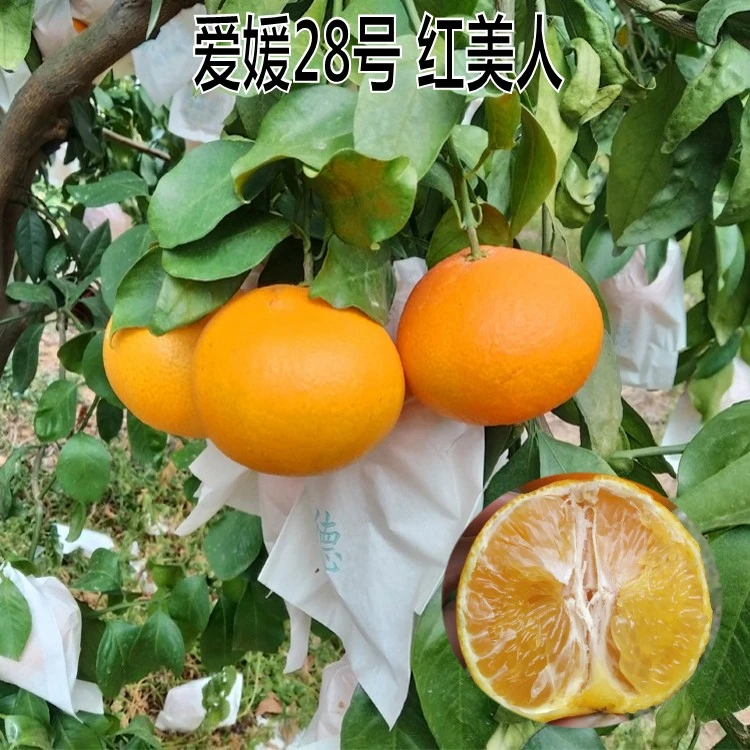 新品种早熟爱媛28号果冻橙子树苗嫁接苗红美人杂柑橘子树苗桔树苗