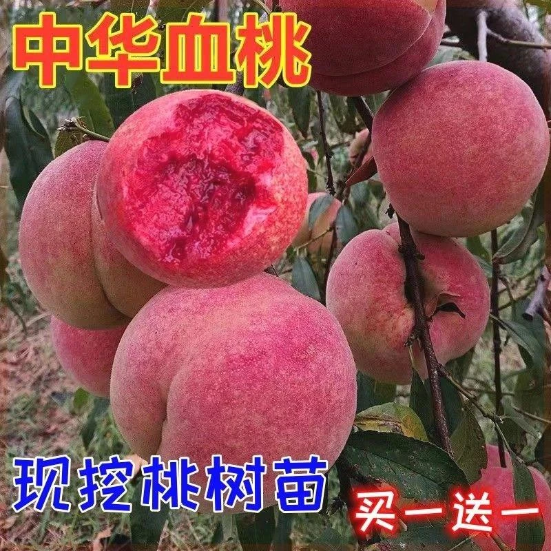 巨型血桃树苗嫁接桃子树南北方种植特大巨型耐寒地栽盆栽当年结果
