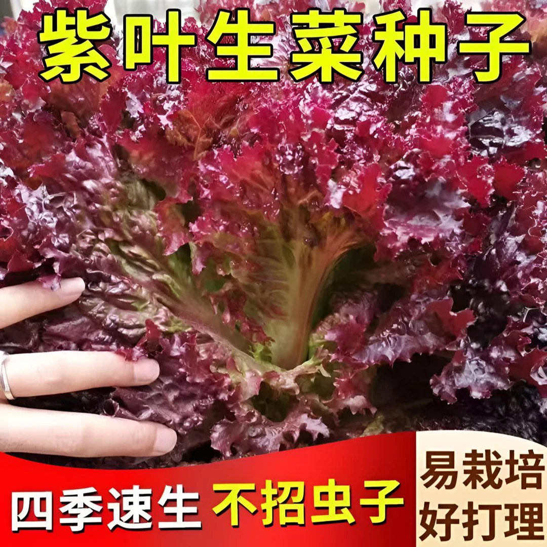 紫叶生菜种子速生沙拉菜紫叶菜四季庭院阳台盆栽紫色